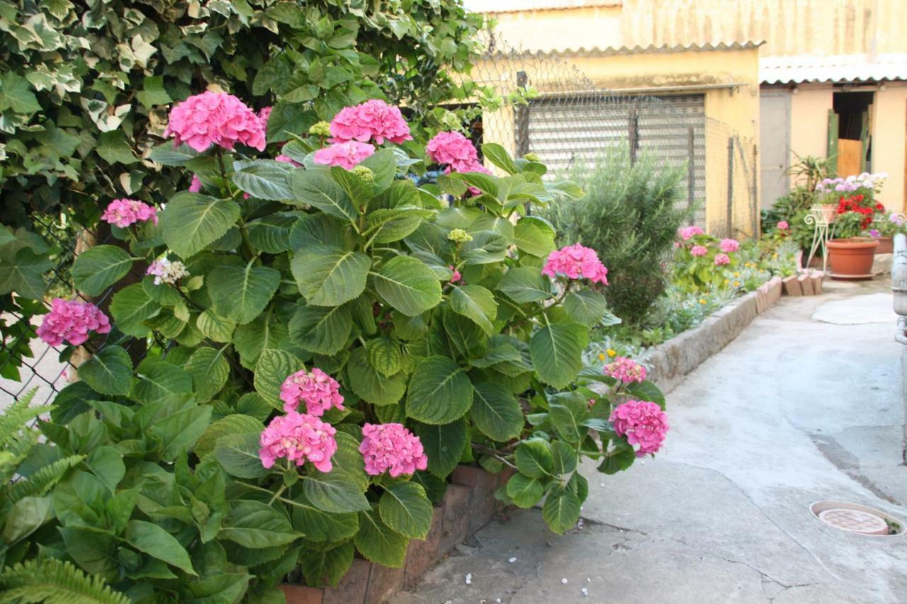 Bed and Breakfast Pisa Town Екстер'єр фото